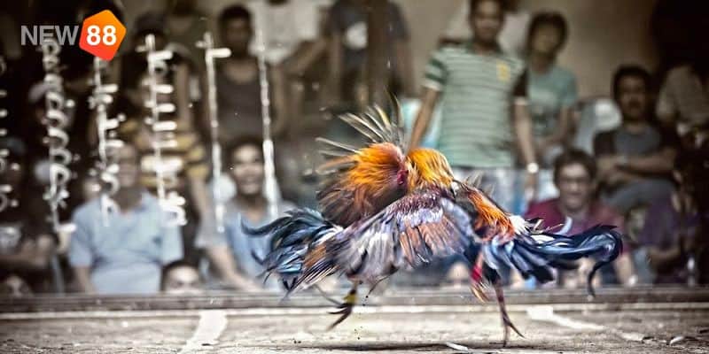 Chia sẻ bí quyết cách đá gà cựa dao luôn thắng: Chia sẻ bí quyết cách đá gà cựa dao luôn thắng: