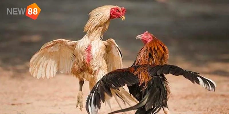 Cách xem vảy gà tốt xấu chính xác Cách xem vảy gà tốt xấu chính xác